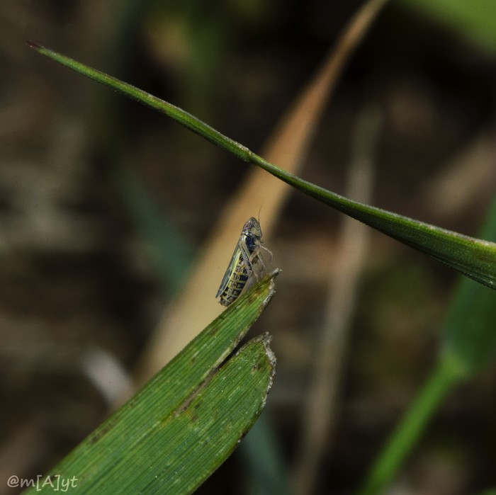 Help identifying insects - Insects, Photographer, Longpost