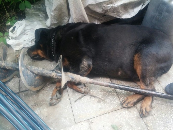 When I slept with the auger. - My, Auger, Rottweiler, Dog