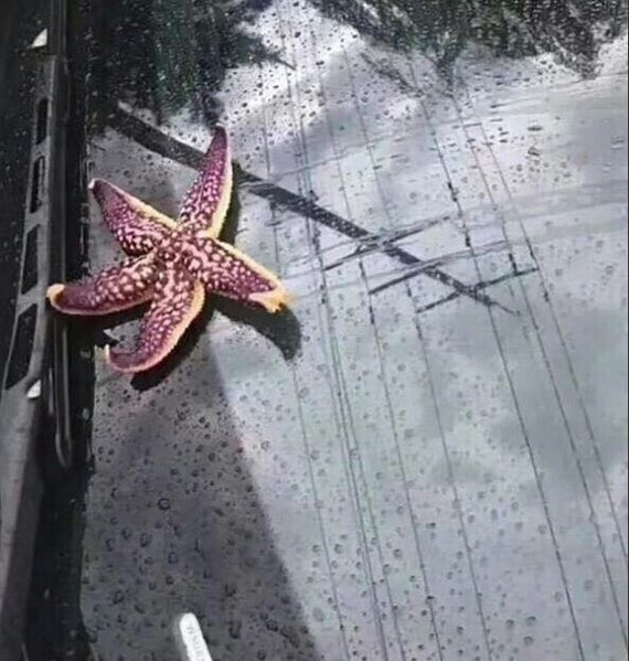 Rain from a sea cocktail - China, Yellow Sea, , Octopus, Shrimps, Starfish, The photo, Storm, Longpost