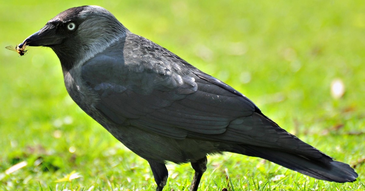 Ворона картинка. Ошейниковый ворон. Чёрная ворона фото птицы. Отряд Воробьинообразные ворон. Фото вороны.