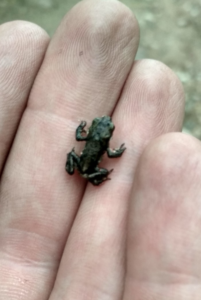 Frog invasion. - Frogs, My, Longpost, Nature, Dacha