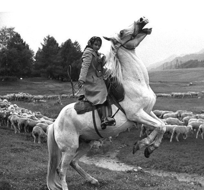 Siberia, Ongudai village, July 30, 1980. - Black and white, Black and white photo, Horses, the USSR, Sheeps, Shepherdess