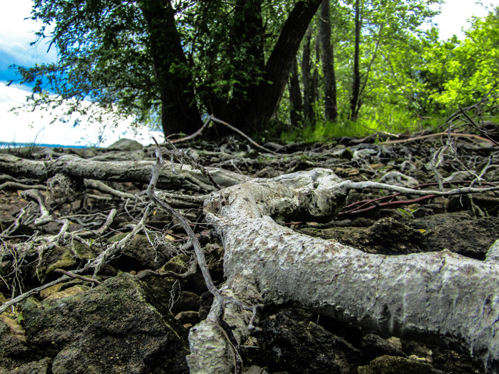 Roots - My, Beginning photographer, Roots, Hobby, The photo, Nature