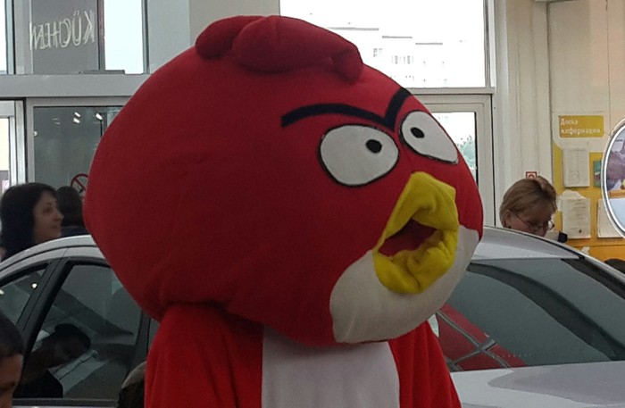 This bird has seen some shit - My, Birds, Angry Birds, Shopping center, Anapa, The photo