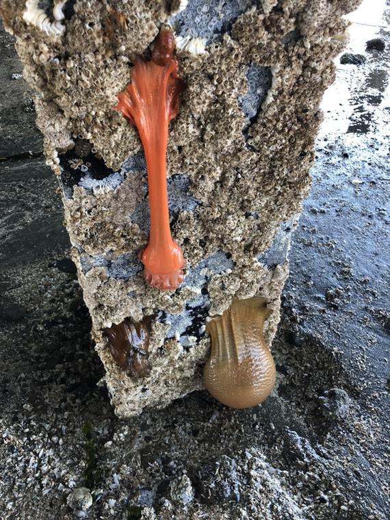 Sea anemones at low tide - Anemones, Low tide, Reddit