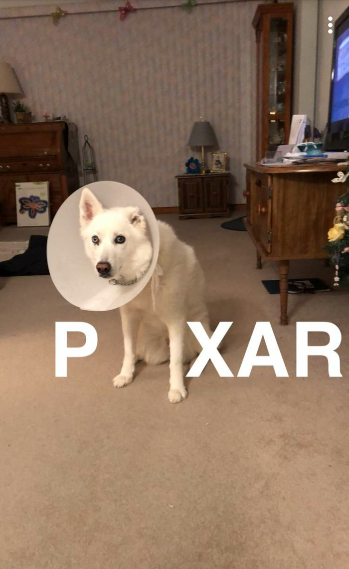 The dog that made my day - Dog, Pixar, Muzzle, limiter