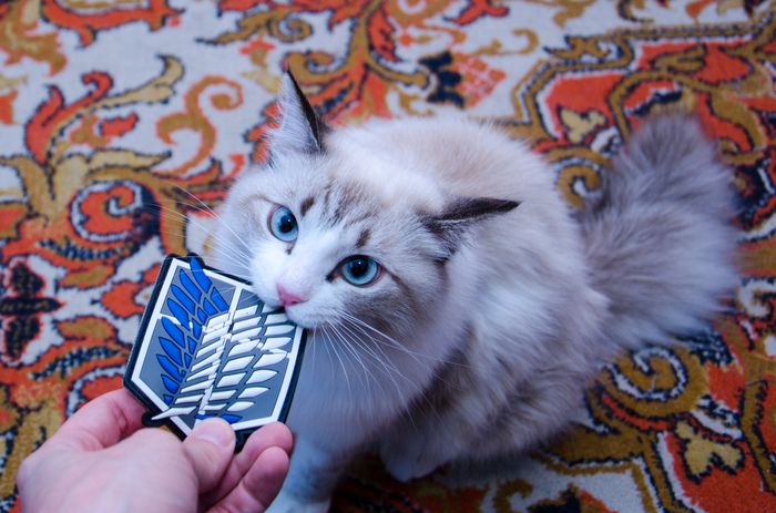 Mysterious cat logic - cat, My, Pets, Pet
