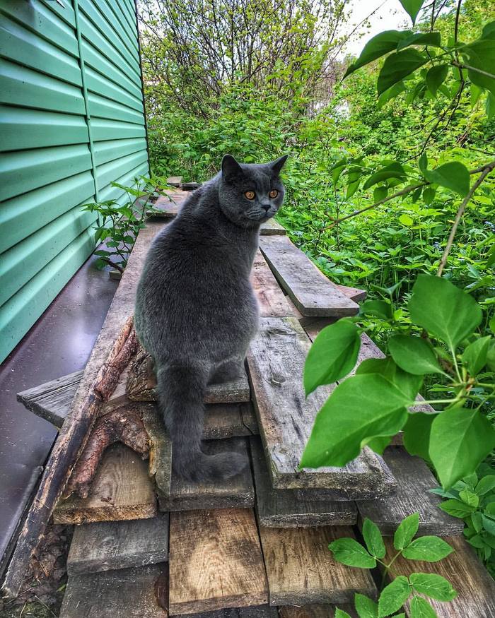 Cat in the country - Pets, Milota, cat