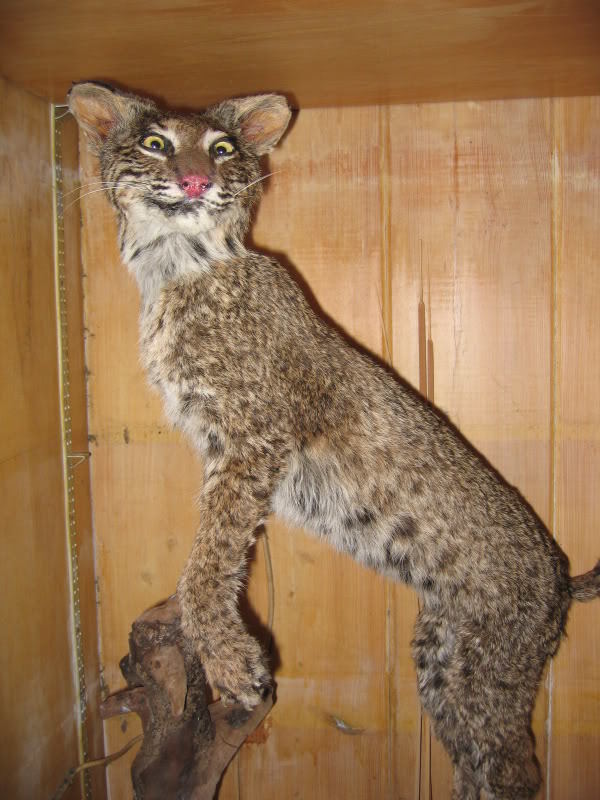 Crappy taxidermy - Taxidermy, The horrors of taxidermy, Scarecrow, Longpost