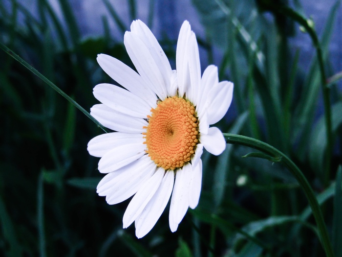 chamomile - My, Beginning photographer, Nature