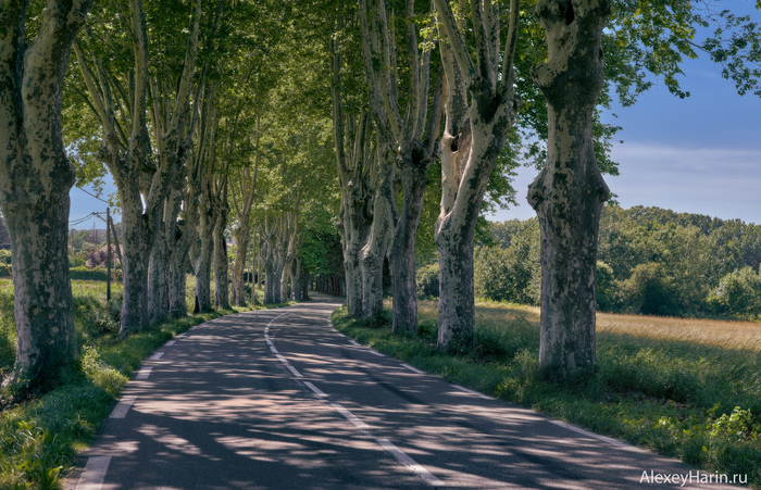Plane alley - My, France, Provence, Alley, Sycamore, Road, The photo