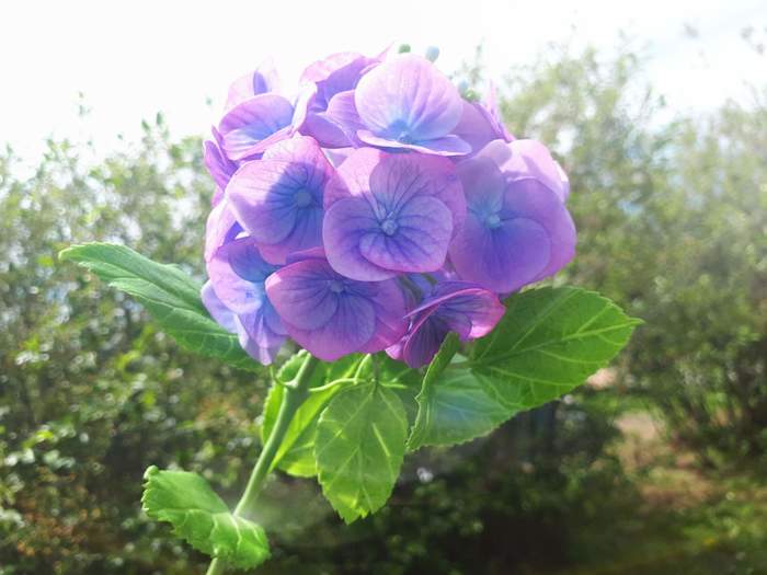 Polymer clay hydrangea - My, Polymer clay, Flowers, Cold porcelain, Hydrangeas, Needlework without process, Longpost