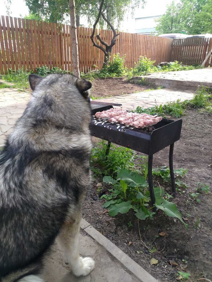 When you invite everyone to barbecue, but no one goes - The photo, Alaskan Malamute, Shashlik, My, Friends, Dog, Moscow