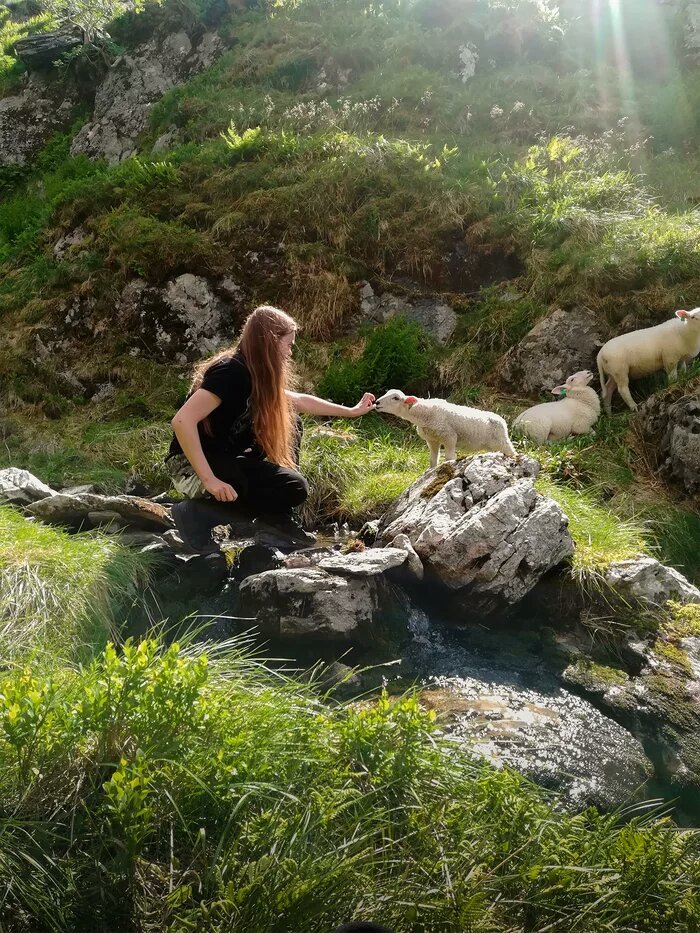 Sheep in the Norwegian mountains - Nature, Sheeps