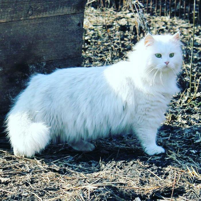 White and fluffy - My, cat, Fur, Fluffy, Pets