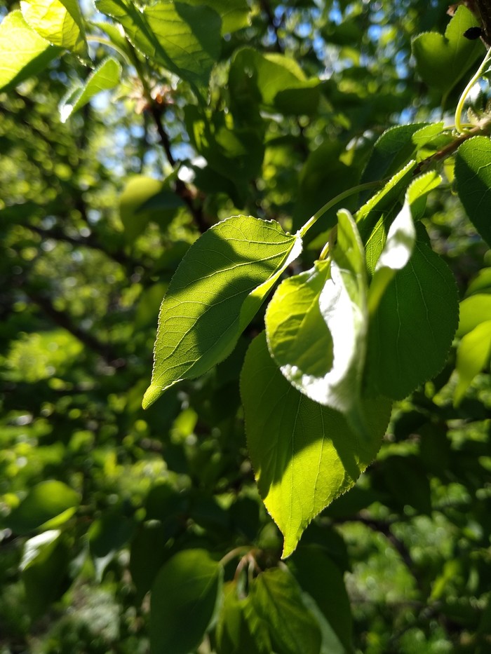 Leaves - Tree, Leaves, My