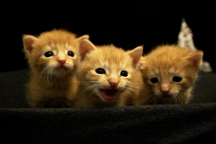 Three red suns! - My, cat, Kittens, , Redheads, Longpost