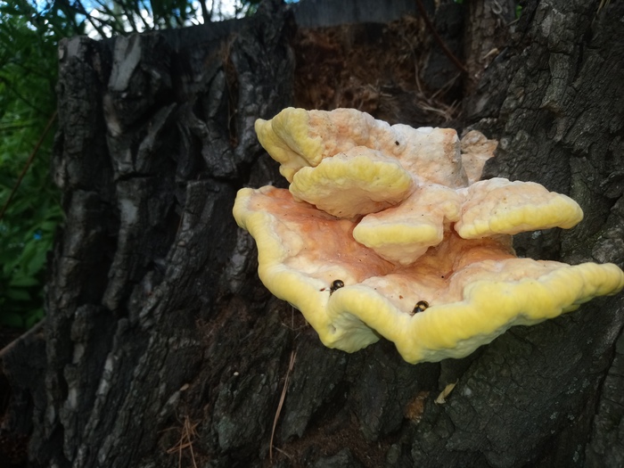 Sulfur yellow tinder appeared in Omsk - My, Mushrooms, mushroom places