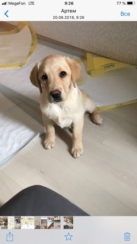 Please, help! The puppy is looking for a home or will be given to a shelter (Moscow [The dog was taken away] - Dog, Found a dog, Moscow, Labrador, In good hands, Help, Longpost, No rating, Helping animals