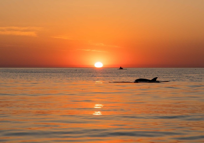 Few dolphins at sunset - My, Sunset, Anapa, Black Sea, , Sea, Dolphin, SUPsurfing
