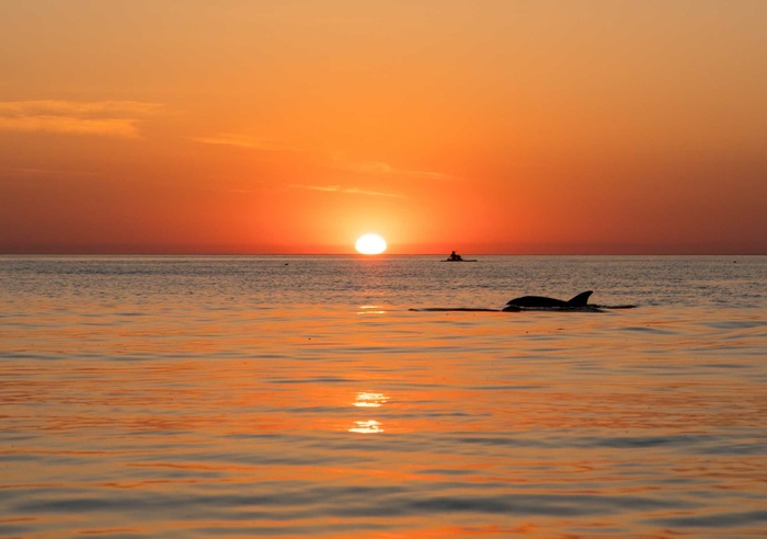 Few dolphins at sunset - My, Sunset, Anapa, Black Sea, Glanders, Sea, Dolphin, SUPsurfing