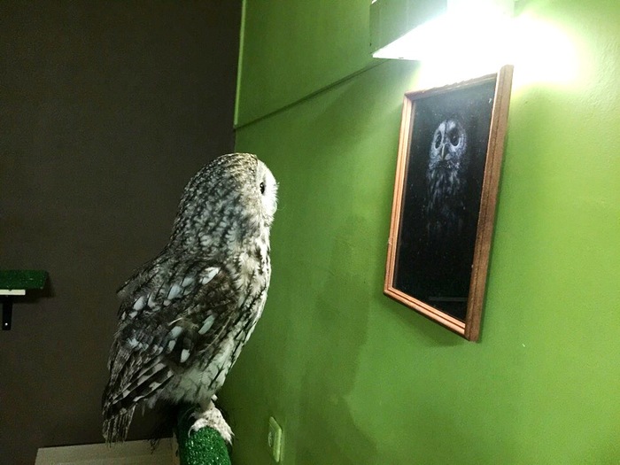 good portrait - My, owl house, Antikafe, Owl, The photo