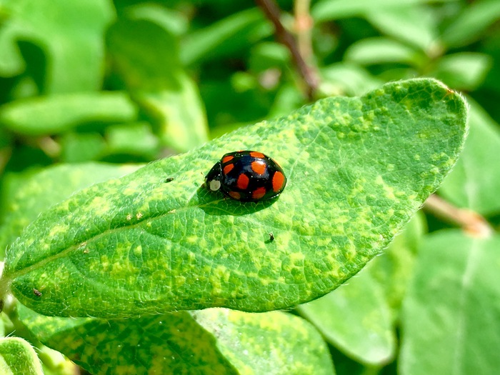 ladybug - My, ladybug, Macro, Honeysuckle, Macro photography