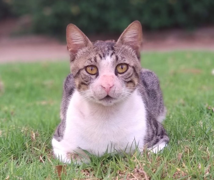 Приму в дар!