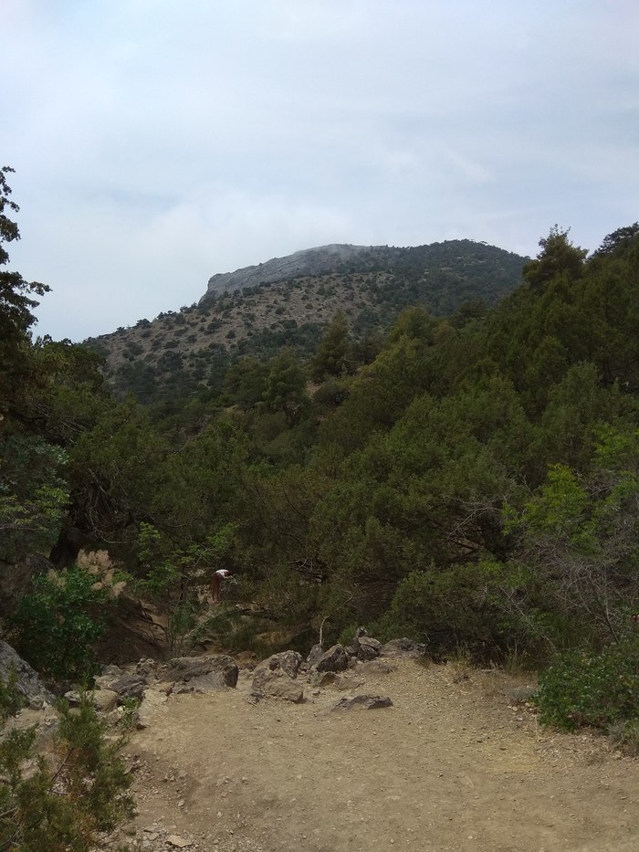 Crimea, Novy Svet, Golitsyn trail, juniper groves. - My, Crimea, Nature, beauty, Longpost, The photo