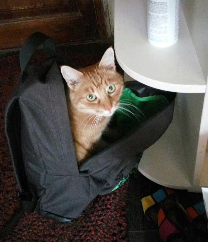Take me with you - My, cat, , Backpack