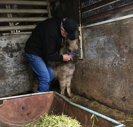 7 horses were found in a swamp, behind barbed wire ... But the main prisoner was locked in a trailer - Horses, Pony, The rescue, Cruelty, Longpost, Negative