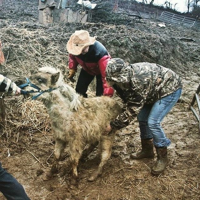 7 horses were found in a swamp, behind barbed wire ... But the main prisoner was locked in a trailer - Horses, Pony, The rescue, Cruelty, Longpost, Negative