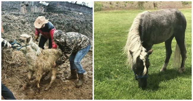 7 horses were found in a swamp, behind barbed wire ... But the main prisoner was locked in a trailer - Horses, Pony, The rescue, Cruelty, Longpost, Negative