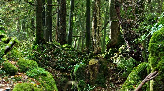 Mirkwood is real? - Forest, Tourism, Lord of the Rings, Harry Potter, Great Britain, England, Doctor Who, Longpost