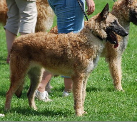 About breeds of dogs. - Dog, Dog breeds, Belgian shepherd, Malinois, , Groenendael, Longpost, Video