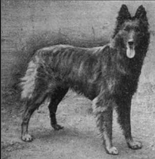 About breeds of dogs. - Dog, Dog breeds, Belgian shepherd, Malinois, , Groenendael, Longpost, Video