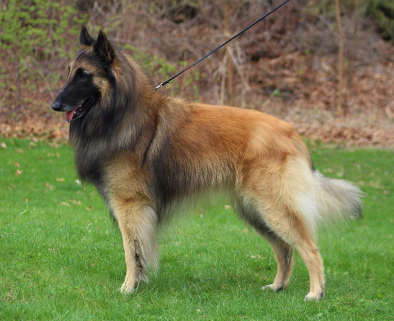 About breeds of dogs. - Dog, Dog breeds, Belgian shepherd, Malinois, , Groenendael, Longpost, Video