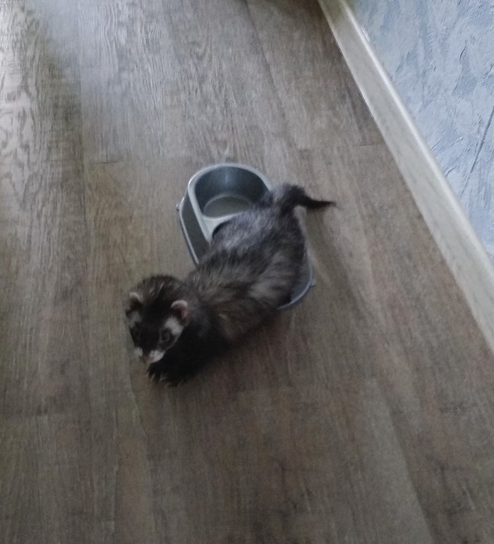 Took my bowl - My, Ferret, A bowl