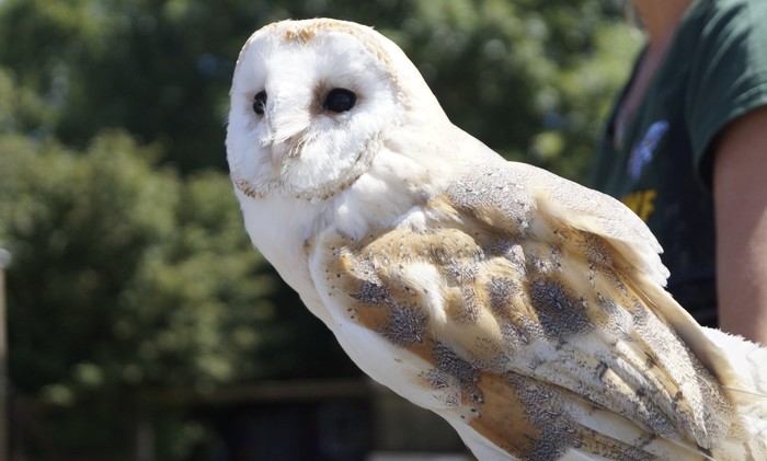 The beauty of birds of prey - Barn owl, Eagle, My, Longpost, Falcon