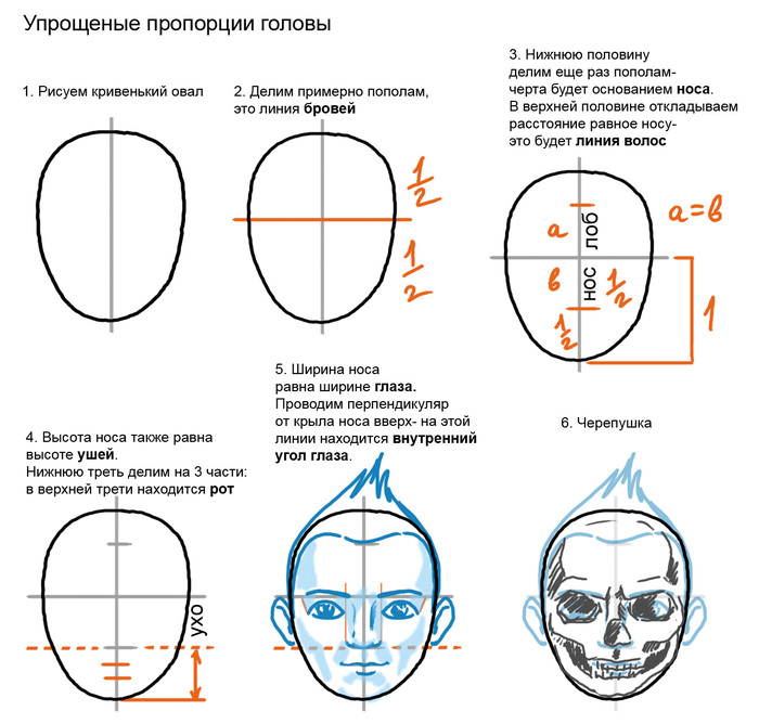 Express drawing of the muzzle - My, Painting, Proportions, Face, Drawing