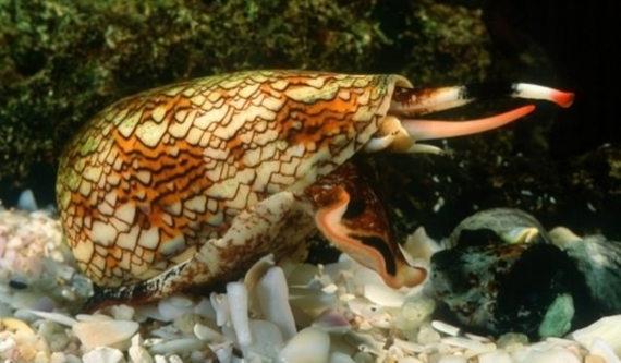 The most dangerous animals on the planet - Marble cone snail - My, Dangerous animals, 