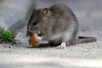 Hordes of giant rats attacked a Swedish city - Rat, Animals, cat, Sweden, Oddities, Incident