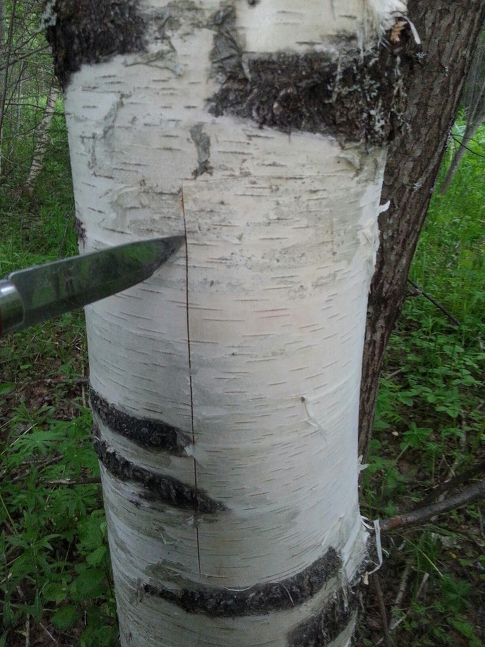 How to remove birch bark from birch - My, Friday tag is mine, Birch bark, Blanks, Knife, Forest, Hand, Information, Longpost