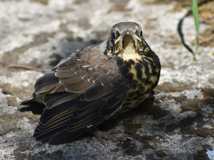 Fieldfare chick - My, Chick, Fieldfare