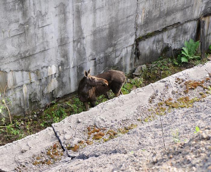 In Ufa, they rescued a moose cow that fell into a pit - Elk, Ministry of Emergency Situations, Video, Ufa, Good, Animal Rescue, Kindness