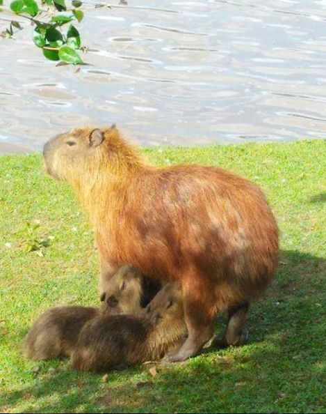 Is it true that in Brazil it's normal to say buceta rosa to a girl? - My, Brazil, Болельщики, Vulgarity, Longpost, Capybara