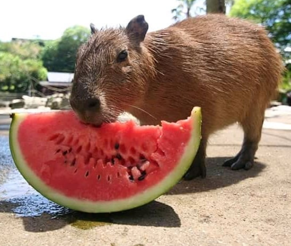 Is it true that in Brazil it's normal to say buceta rosa to a girl? - My, Brazil, Болельщики, Vulgarity, Longpost, Capybara