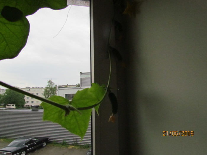 cucumber curtains - My, Food, Curtains, Longpost, Cucumbers, Growing, Plant growing