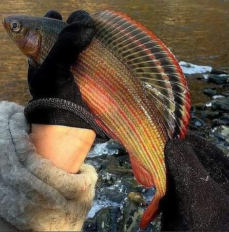 Yakut grayling - Interesting, A fish, Grayling