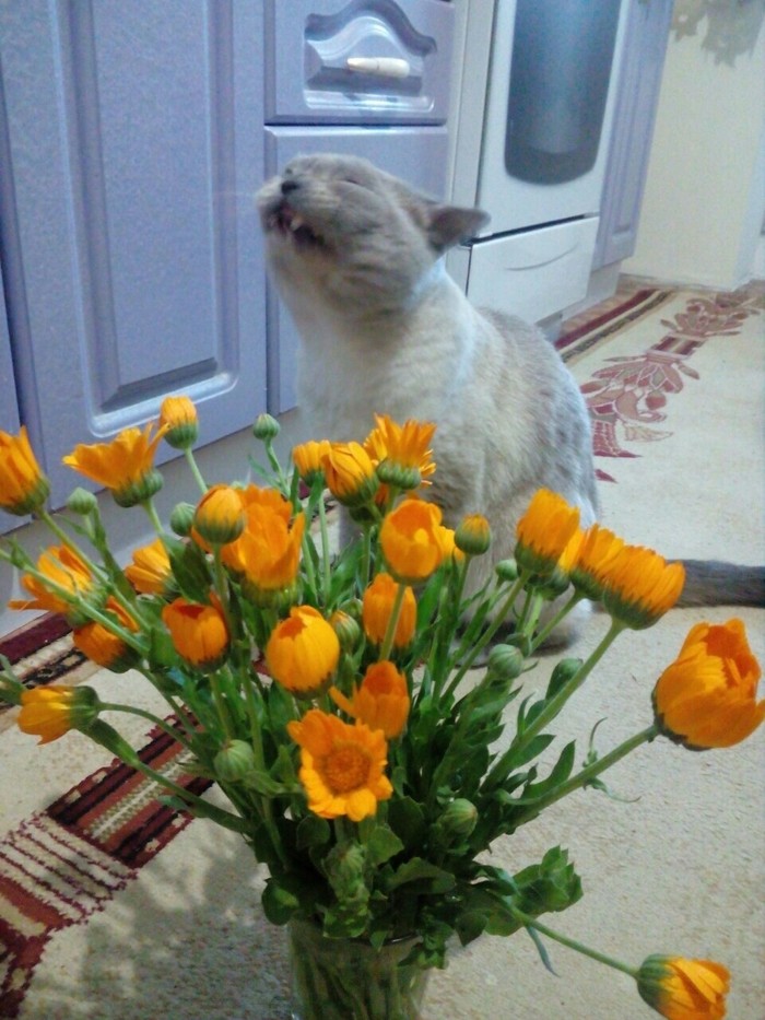 Gets high - My, cat, Flowers